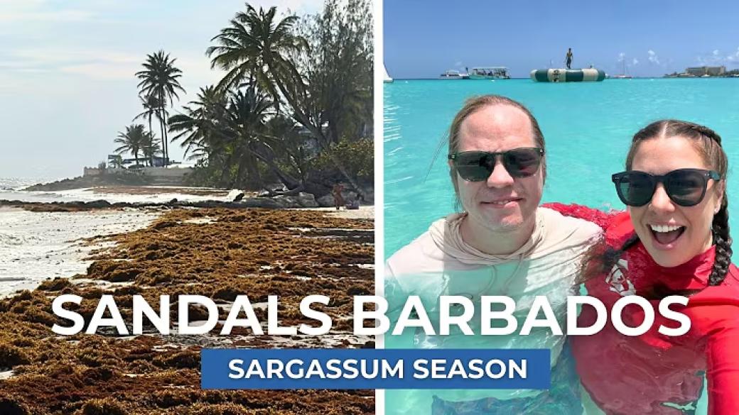 Sandals Barbados & Sandals Royal Barbados during sargassum season | The resort, the beach, and more